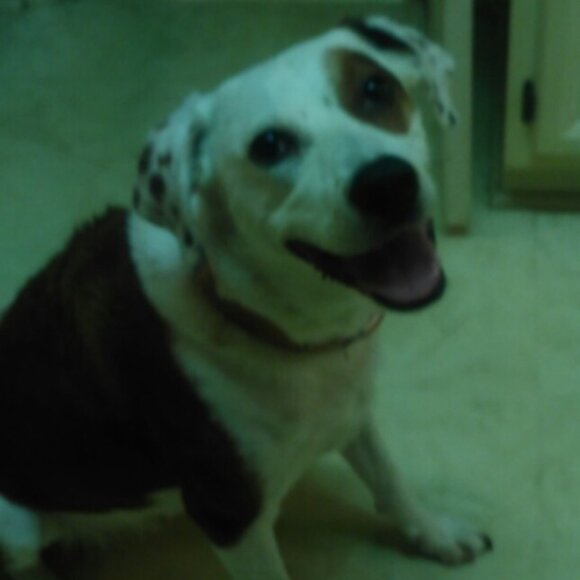 Meet your Posher, BulDur919 - Picture 4 of 4